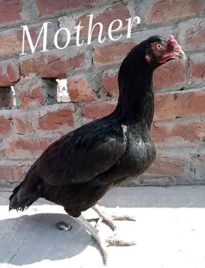 mianwali muski