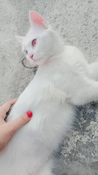 Persian cat one eye blue  one eye brown  double coated
