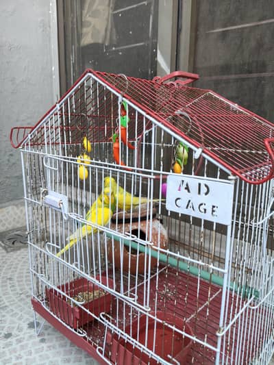 Big Budgies With Cage