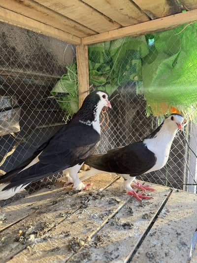 Breeder pair