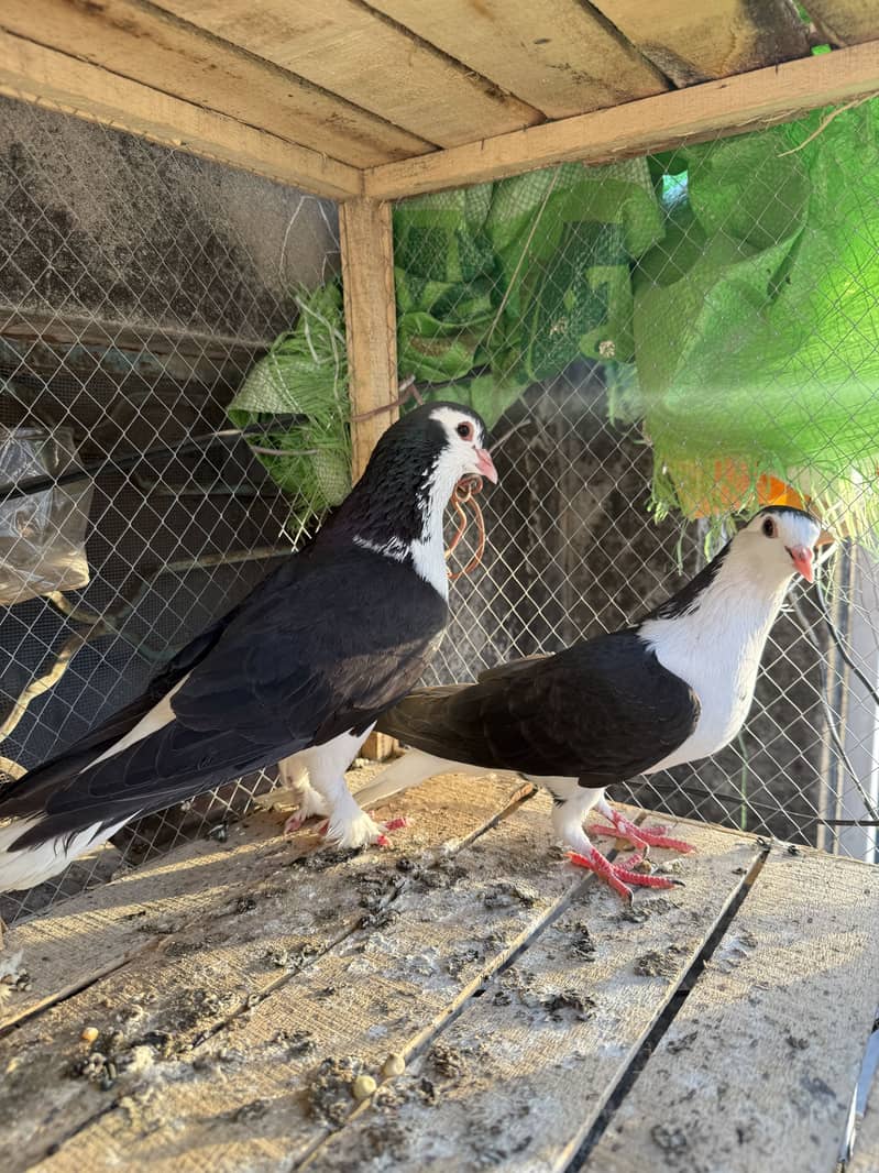 Breeder pair 0
