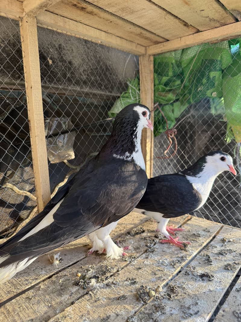 Breeder pair 1