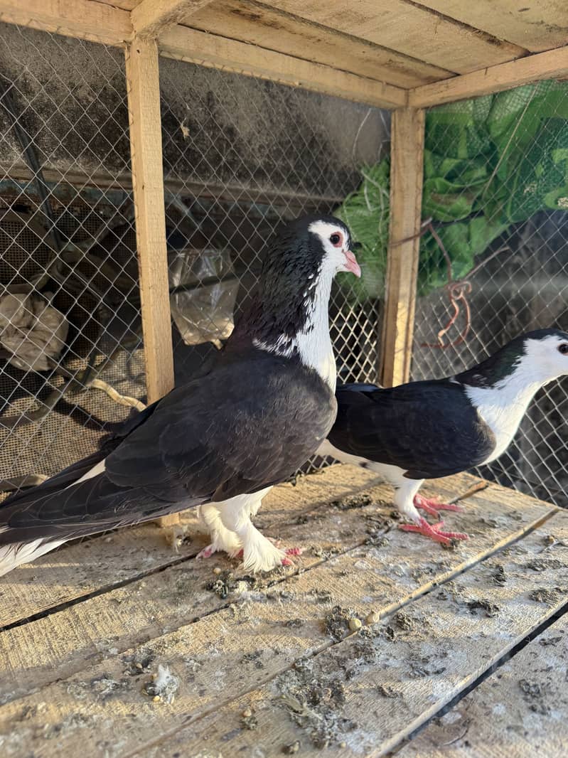 Breeder pair 2