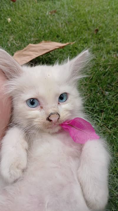 blue eyes persian cat double coated