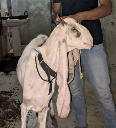 Masha Allah gulabi baccha