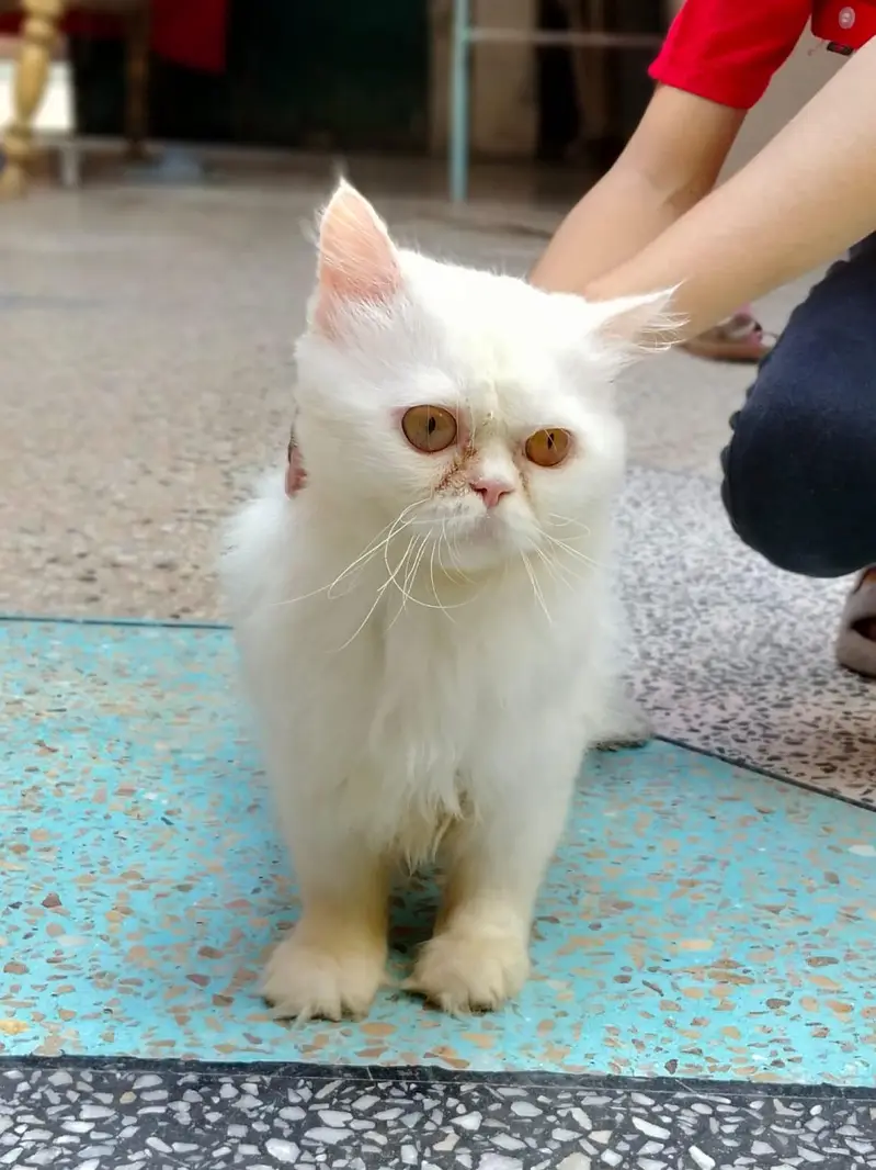 Persian adult catts for sale — photo 2
