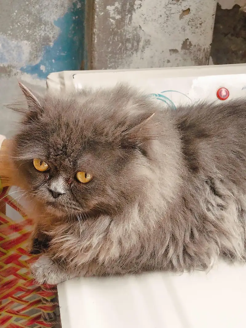 Persian adult catts for sale — photo 3