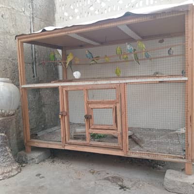 New cage hai