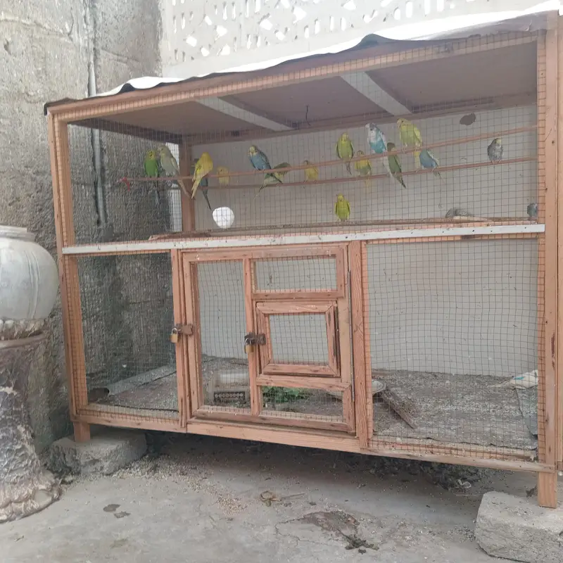 New cage hai