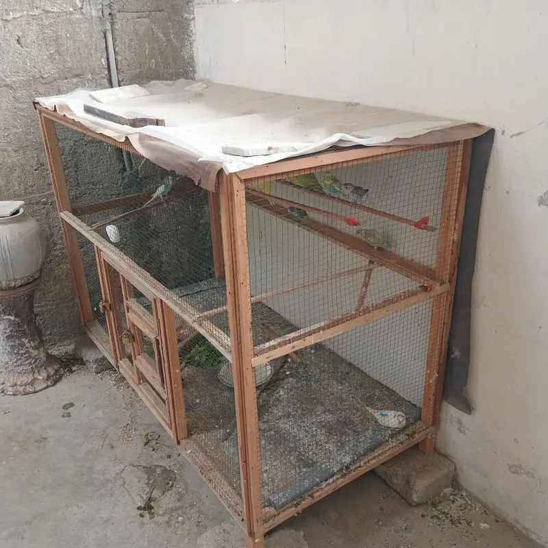New cage hai — photo 2