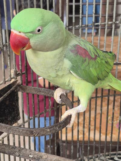 Talking Female Parrot For sale