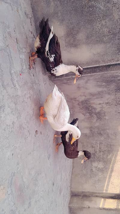 ducks one male two females