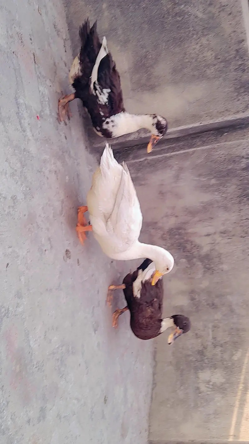 ducks one male two females — photo 2