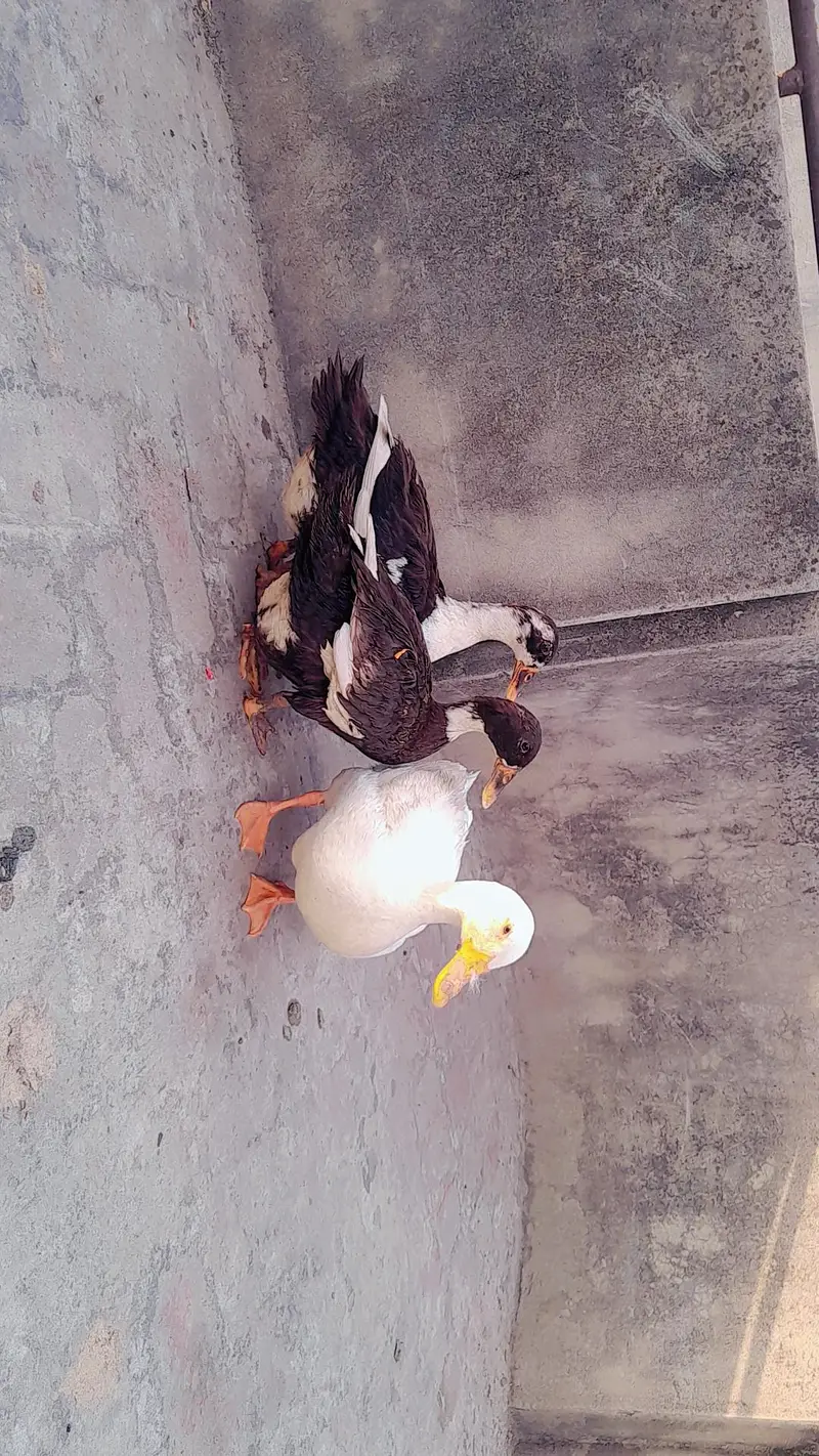 ducks one male two females — photo 3