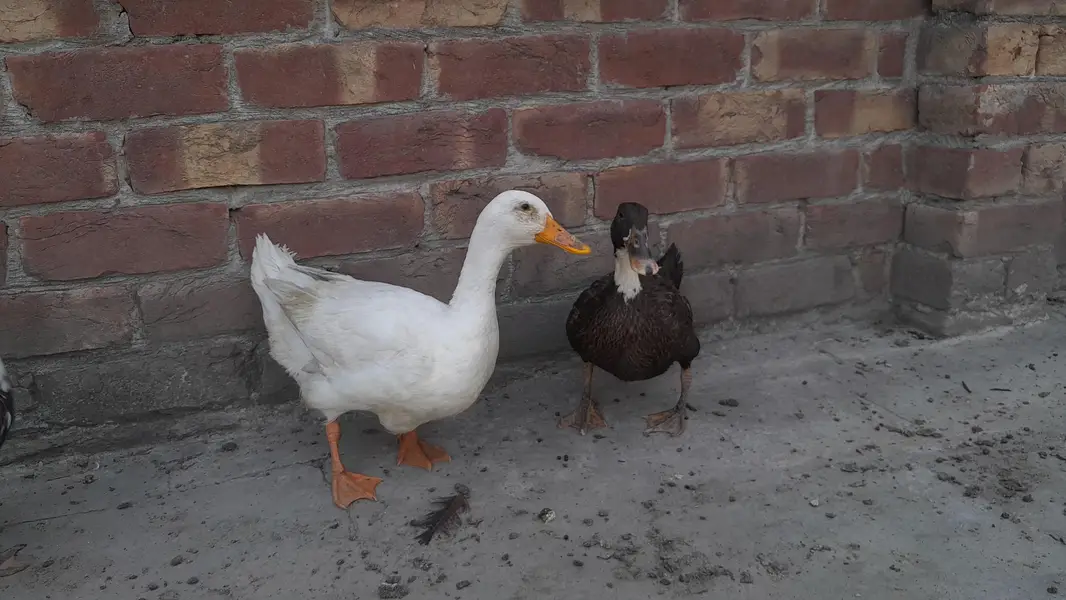 ducks one male two females — photo 4