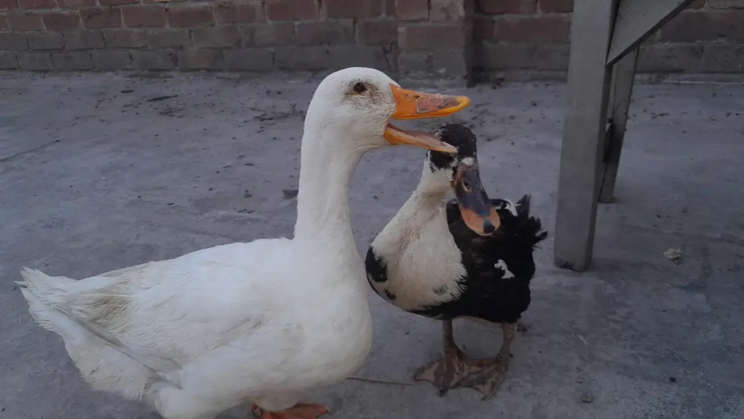 ducks one male two females — photo 5