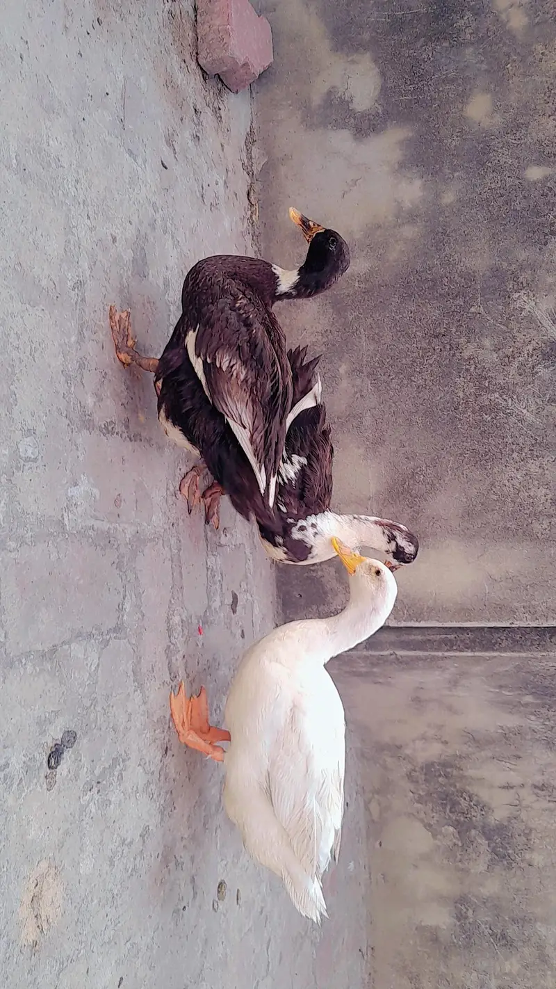 ducks one male two females — photo 6