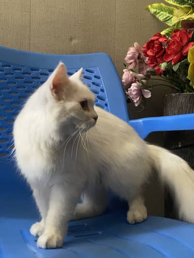 Persian Cat and Kittens (Punch Face)