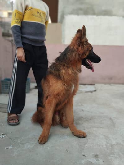 German shepard for new homw