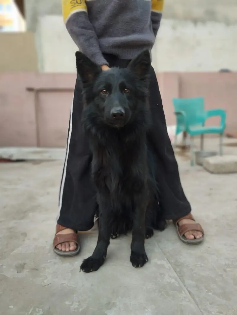 German shepard Pair for new home — photo 2