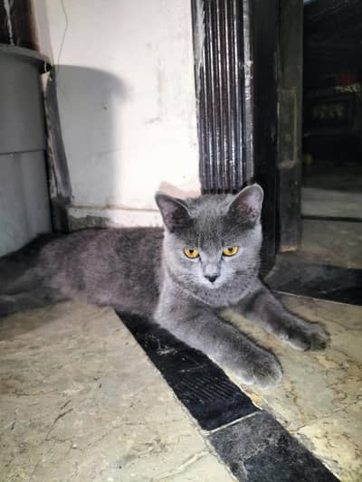 very nice cat