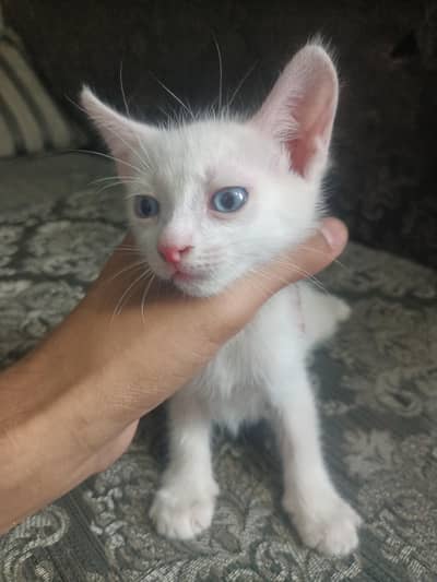 kitten 