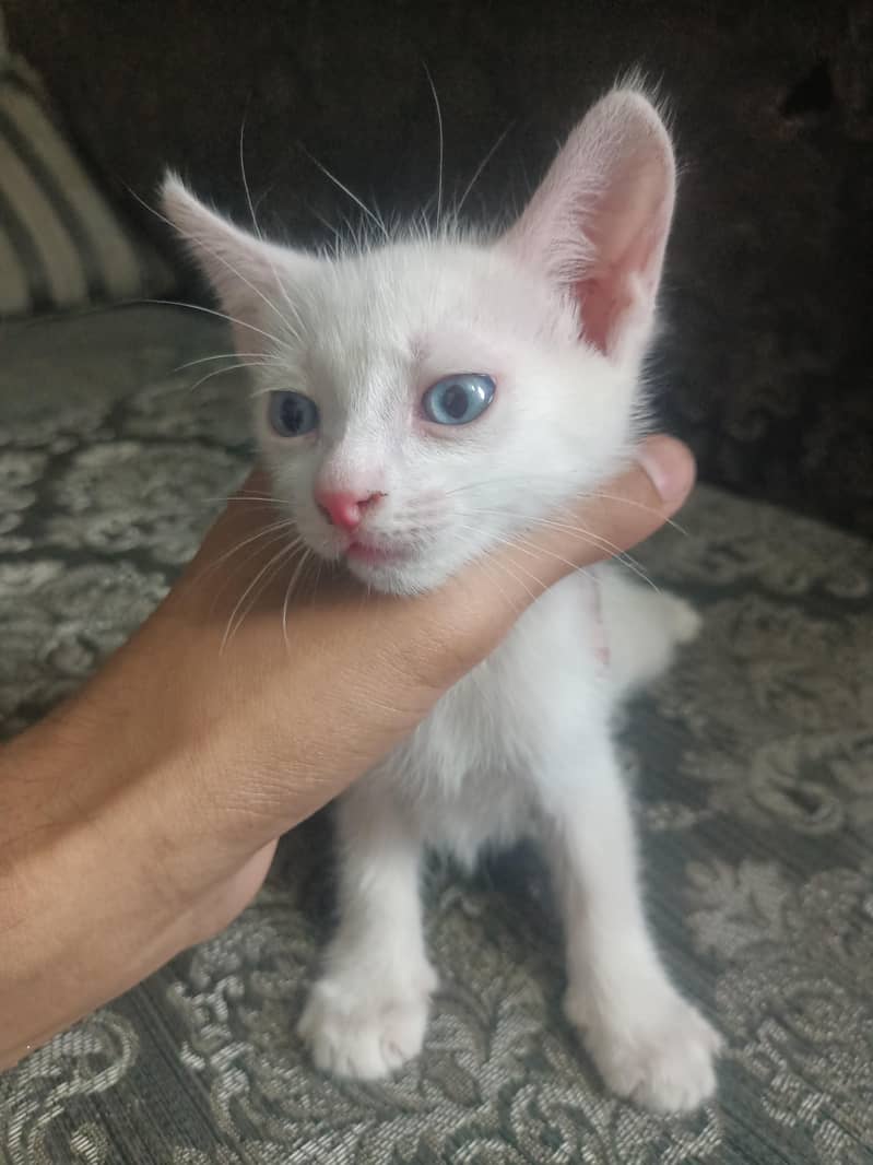 kitten  0