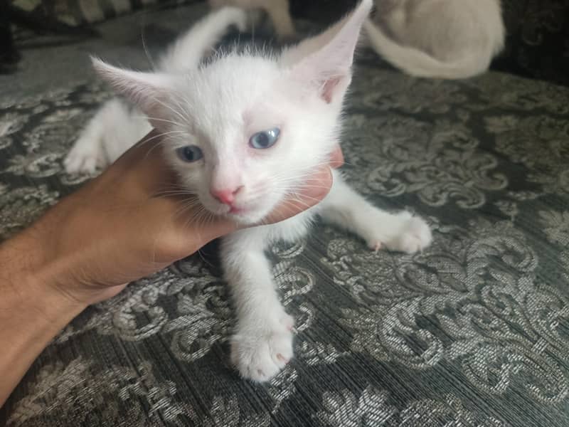 kitten  1