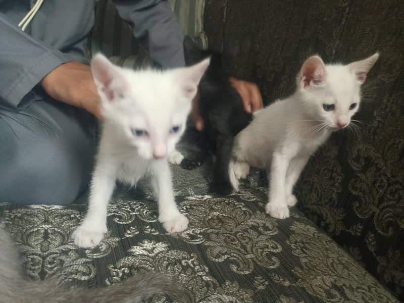 kitten  2
