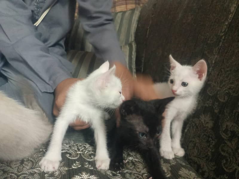 kitten  3