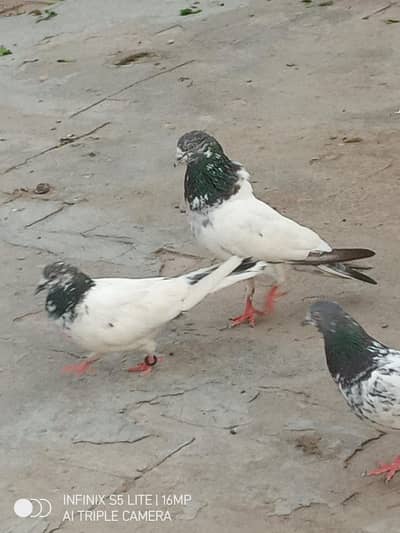 High flyers guaranteed pigeons for sale 3 piece