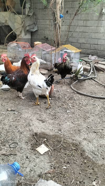 Desi murghy / desi chicken / desi poultry