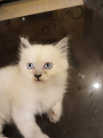 Persian blue eyes kitten