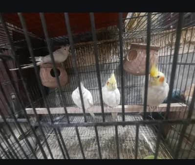 parrots for sale