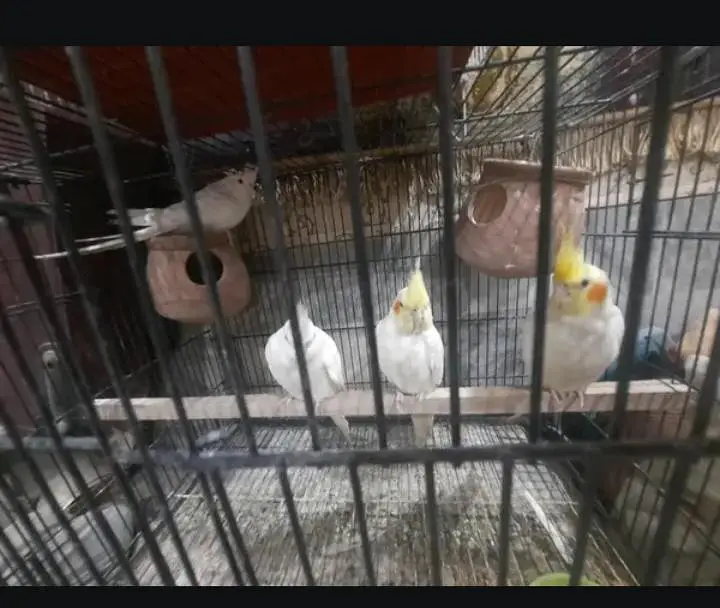 parrots for sale