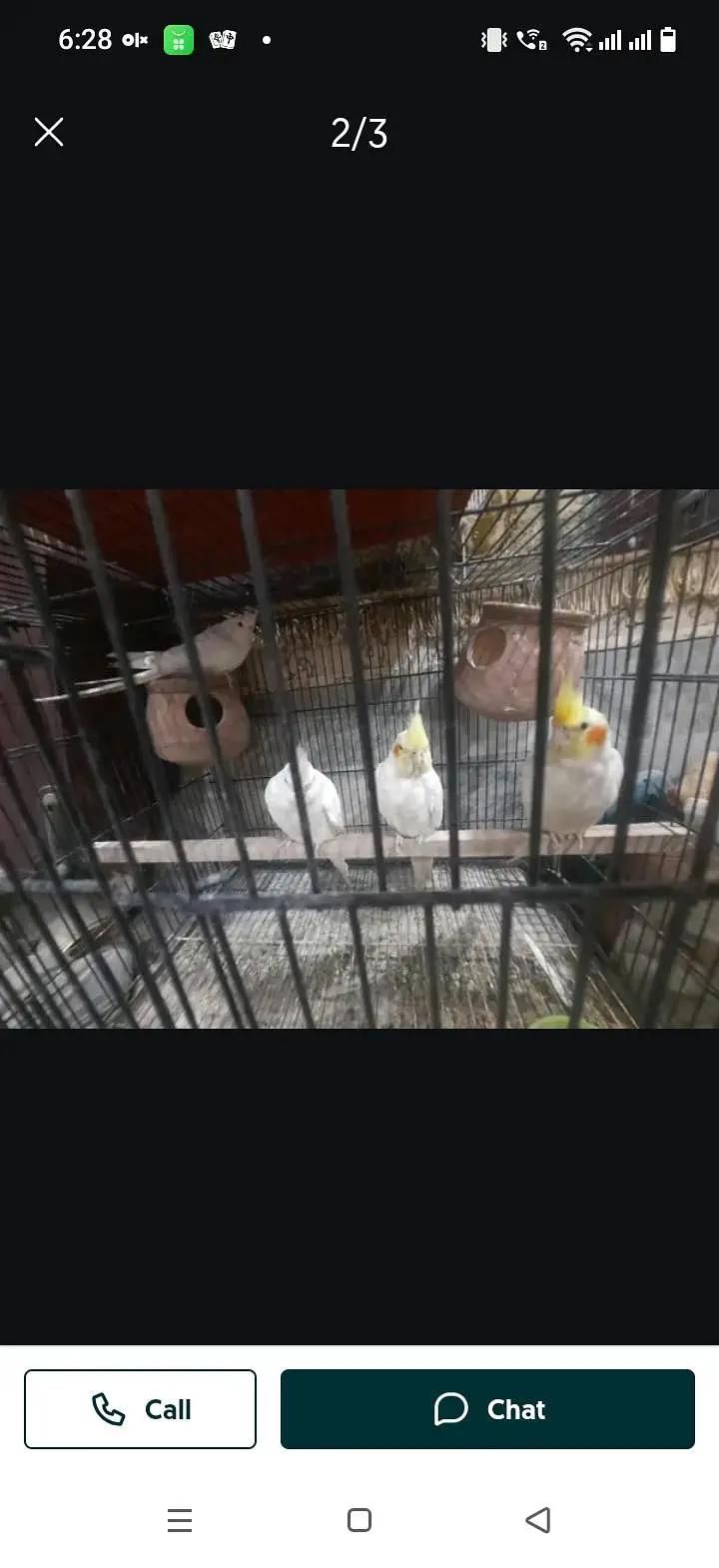 parrots for sale — photo 2