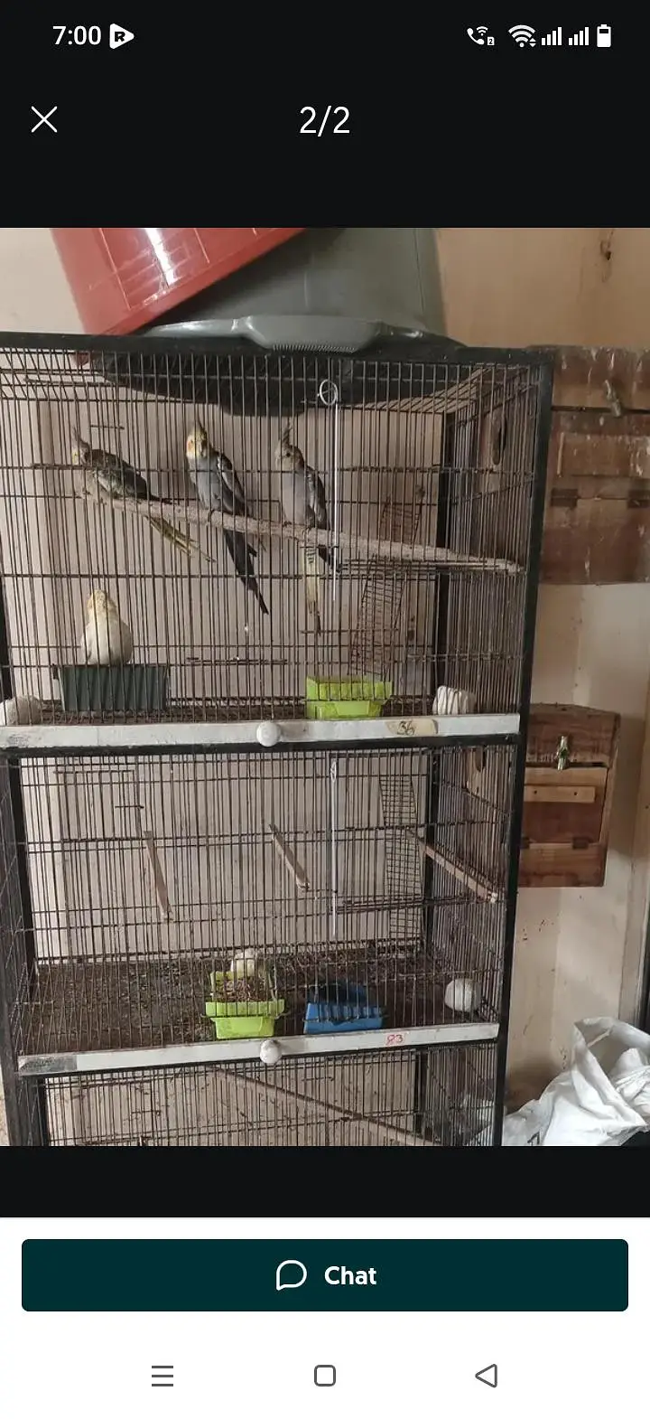 parrots for sale — photo 3