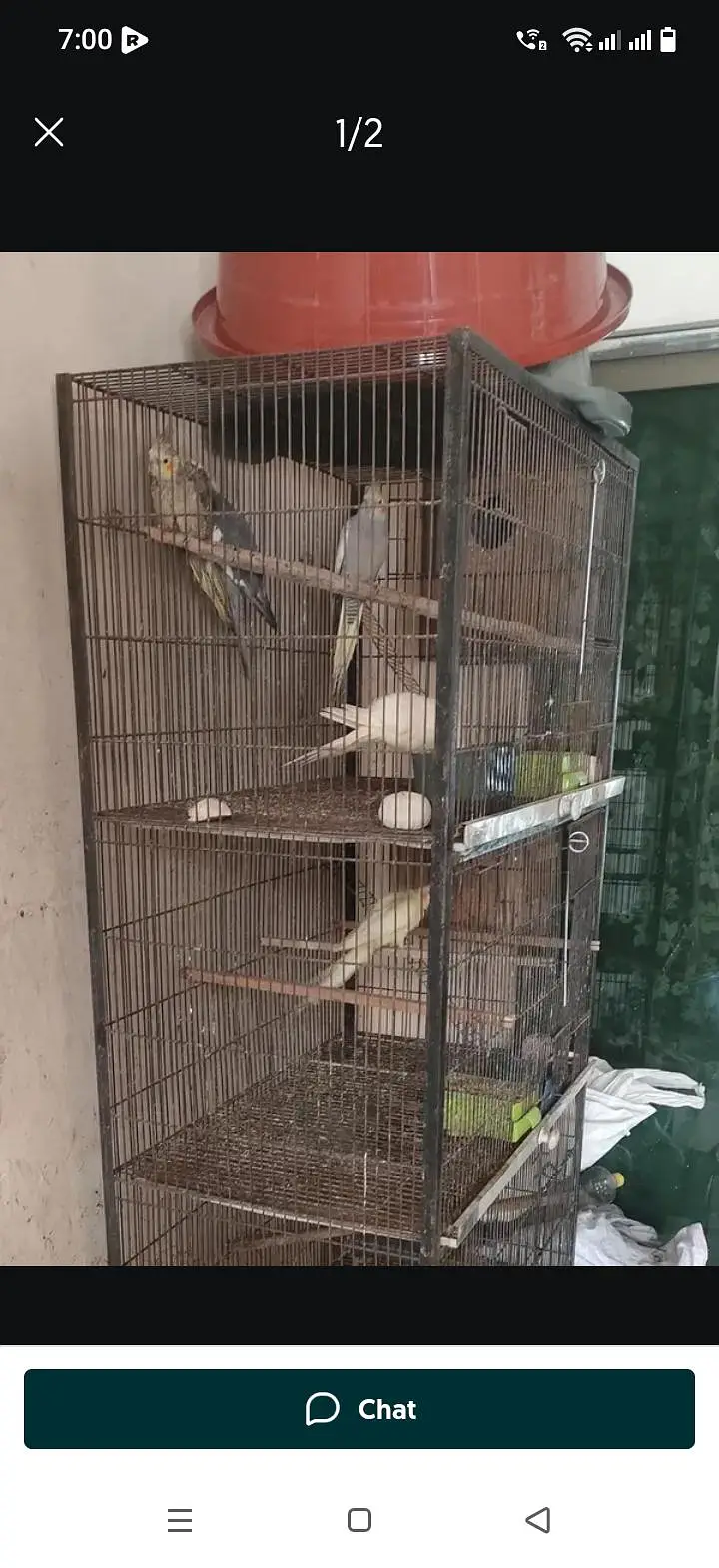 parrots for sale — photo 4
