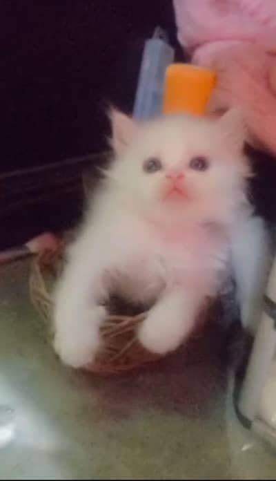 Cute Persian kittens Available — Healthy & playful