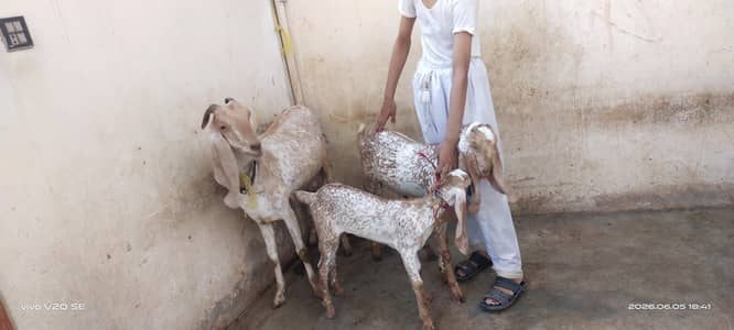 Goats for sale