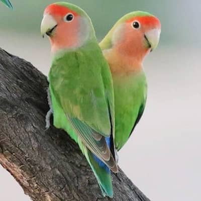 Rosy Face Lovebirds PATHY FOR SALE