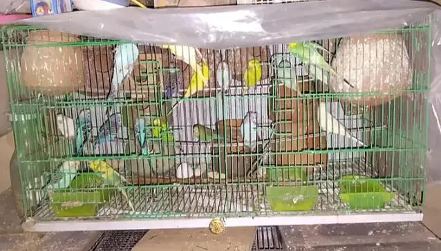 parrots for sale — photo 5