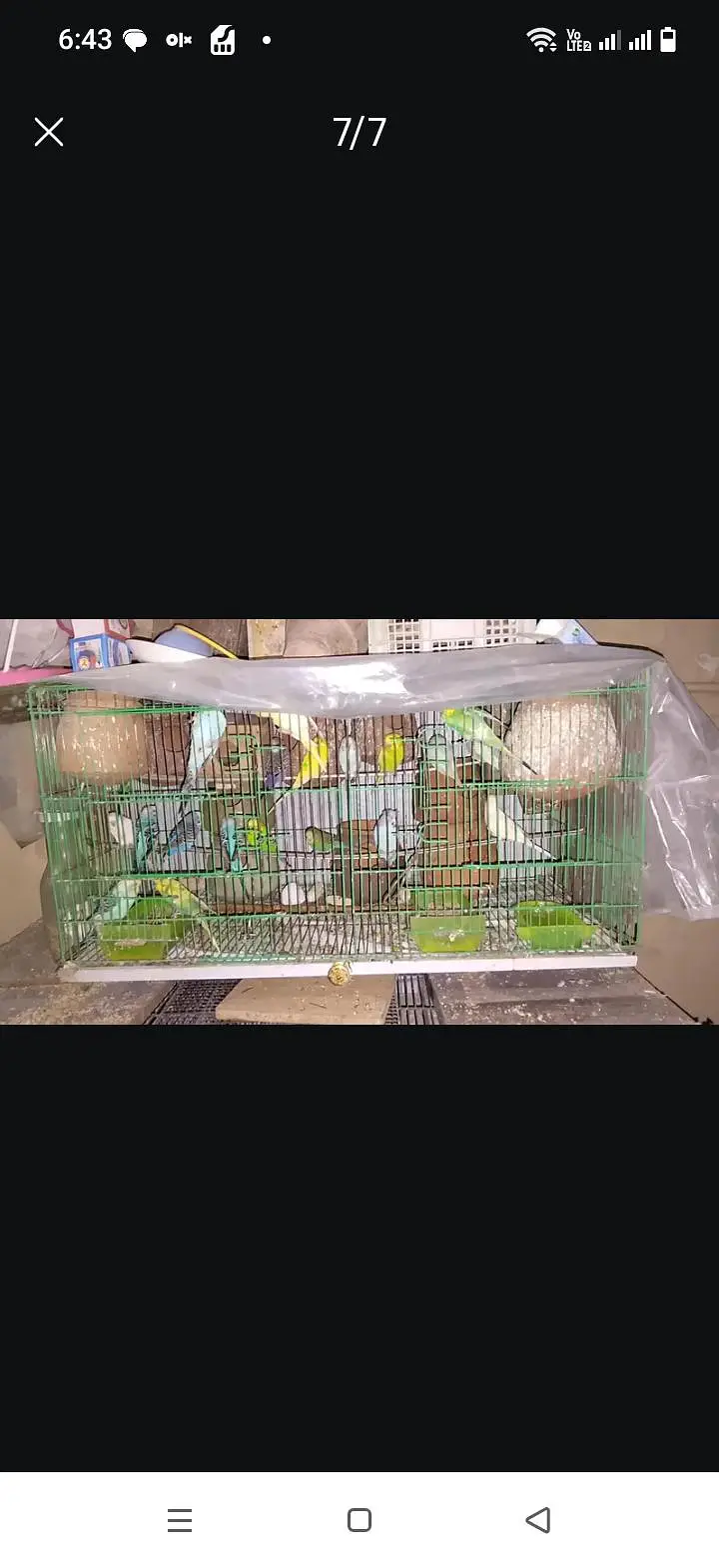 parrots for sale — photo 6