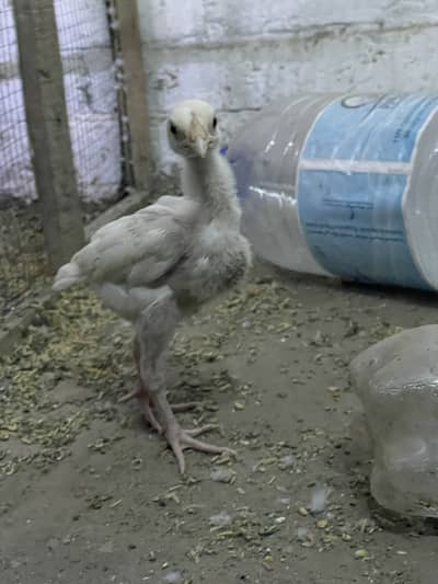 Heera Chiks for sale