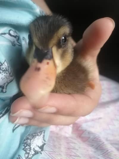 pet Duckling cute and pretty