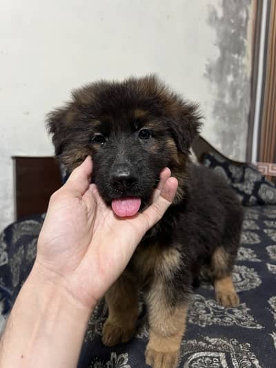German shepherd puppy long coat