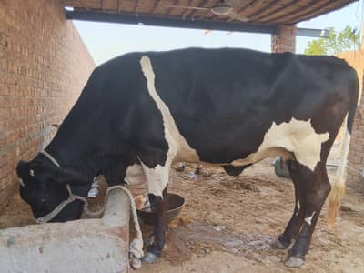 cross breed cow achi nasal mei jersey cross tokar,