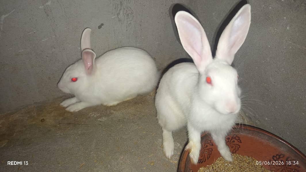 white rabbit 0