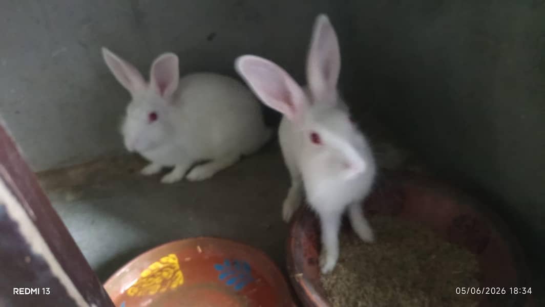 white rabbit 1