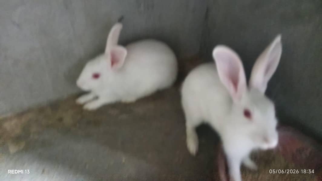 white rabbit 2